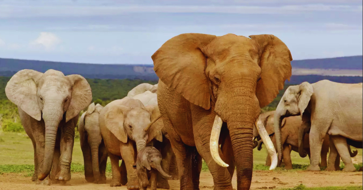 Elephant Herd  in Cape Town